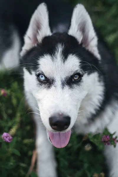 Portret Psa Husky Niebieskimi Brązowymi Oczami Powodu Heterochromii Kolorowe Oczy — Zdjęcie stockowe