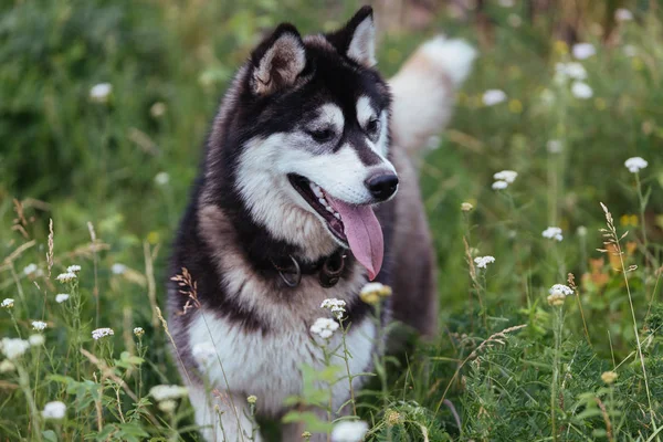 Husky Hond Een Weide Weelderig Groen Gras Kijkend Verte Met — Stockfoto