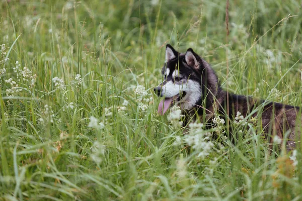 Husky Hund Äng Grönskande Grönt Gräs Tittar Fjärran Med Tungan — Stockfoto