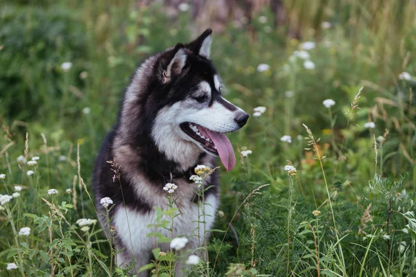 Husky Hond Een Weide Weelderig Groen Gras Kijkend Verte Met — Stockfoto