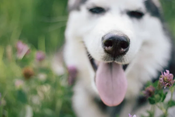 Husky Puppy Hond Toont Een Natte Neus Close — Stockfoto