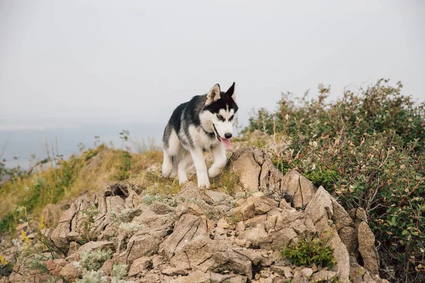 Černobílý Pes Štěně Husky Běží Podél Vrcholu Skalnaté Hory Houštinami — Stock fotografie