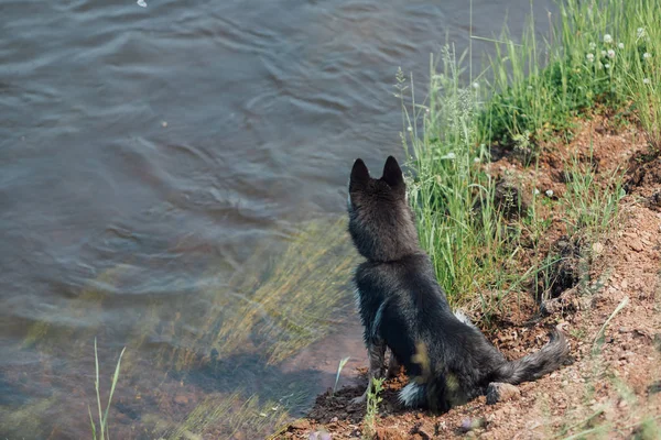 Husky Puppy Dog Sits Shore Pond Looks Distance Flowing River — 스톡 사진