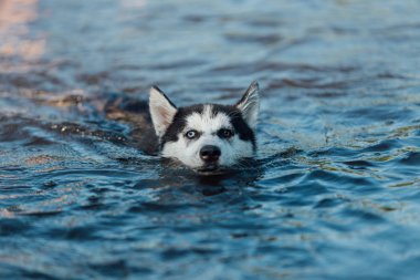 Heterokromi nedeniyle farklı renkte gözleri olan köpek yavrusu suda yüzer..