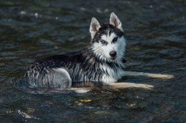 Heterokromiden dolayı çok renkli gözlü, iri yapılı bir köpek. Yavru köpek sığ sularda serin ve güneşli bir günde serin akan nehir suyunda soğur..