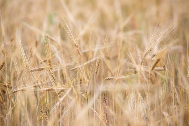 Genç buğday tarlada yetişir.