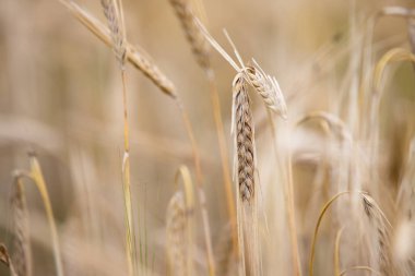 Genç buğday tarlada yetişir.