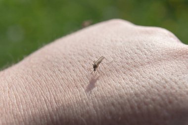 Sivrisinek derinin üzerine oturdu ve kan içmeye başladı. Ayrıntılı yakın plan fotoğraf.