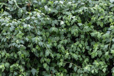 Parlak yemyeşil yaprakları olan bir çalı Yağmurda büyük su damlalarıyla.