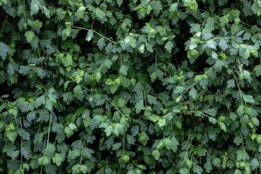 Parlak yemyeşil yaprakları olan bir çalı Yağmurda büyük su damlalarıyla.