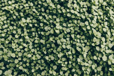 Çimenlerinde küçük yapraklar olan çok küçük, sulu yeşil çimlerden oluşan bir halı..