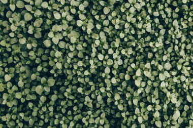 Çimenlerinde küçük yapraklar olan çok küçük, sulu yeşil çimlerden oluşan bir halı..