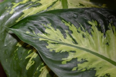 Ev bitkisinin güzel yaprakları Dieffenbachia. Kalın yeşil saplı renkli yapraklar..