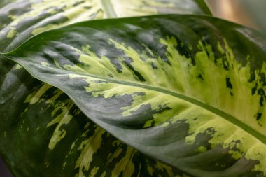 Ev bitkisinin güzel yaprakları Dieffenbachia. Kalın yeşil saplı renkli yapraklar..