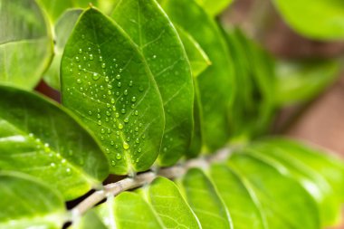 Bir yaprak püskürtme sonra bir bitkinin üzerinde Su damlacıkları.