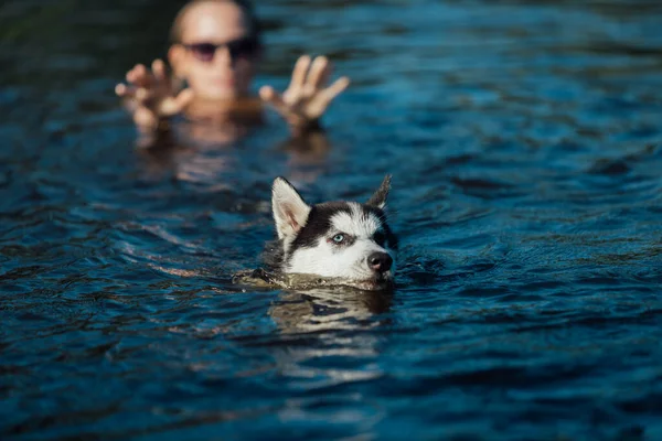 Husky puppy dog with different colored eyes due heterochromia floats in water. The girl in the background pulls his hand toward a floating dog.