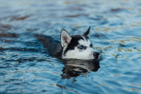 Husky puppy dog with different colored eyes due heterochromia floats in water.