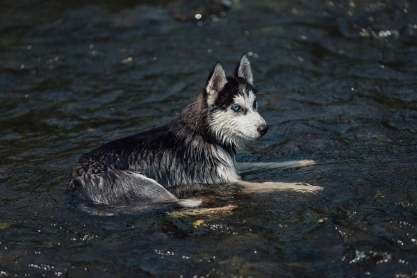 Husky Ras Hond Met Multi Gekleurde Ogen Als Gevolg Van — Stockfoto