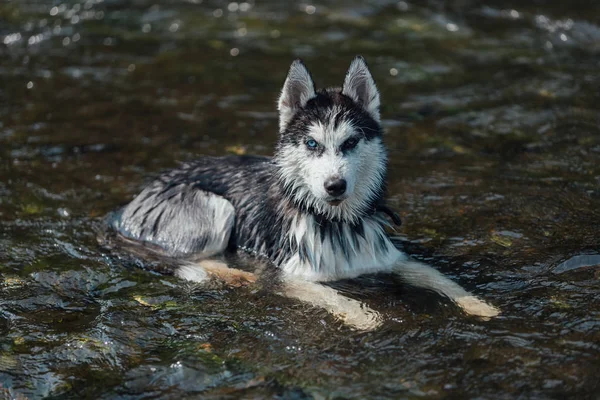 Husky Raça Cão Com Olhos Multi Coloridos Devido Heterocromia Filhote — Fotografia de Stock