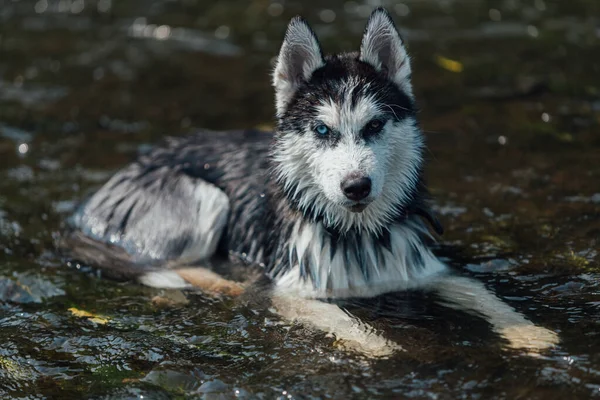 Husky Rasy Pies Wielobarwnych Oczu Względu Heterochromię Szczeniak Jest Chłodzony — Zdjęcie stockowe