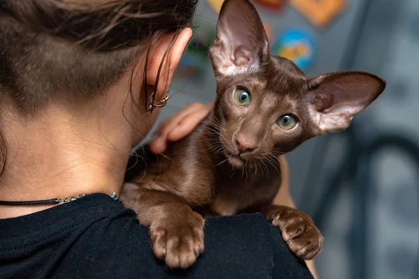 Oriental Shorthair Gatinho Com Uma Sombra Chocolate Encontra Ombro Menina — Fotografia de Stock