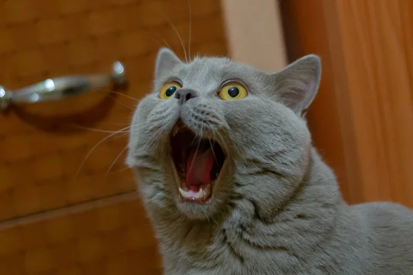 A lilac British cat with a blue coat looking up. The cat opened his mouth with a mad look. The concept of an animal that is surprised or amazed.