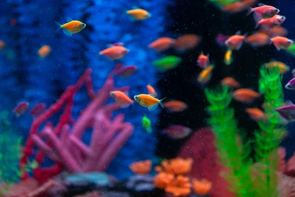 Peces Pequeños Multicolores Acuario Pescado Llamado Caramelo Ternetia Tetra Negro — Foto de Stock
