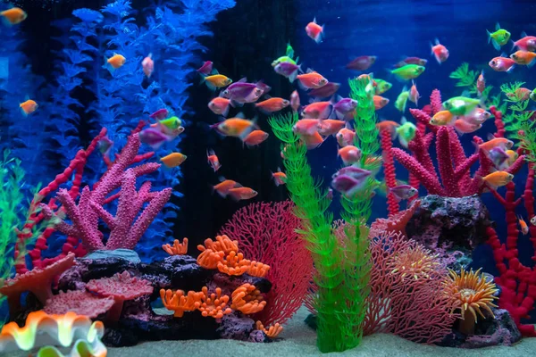 Багатокольорові Малі Риби Акваріумі Риба Під Назвою Ternetia Caramel Або — стокове фото