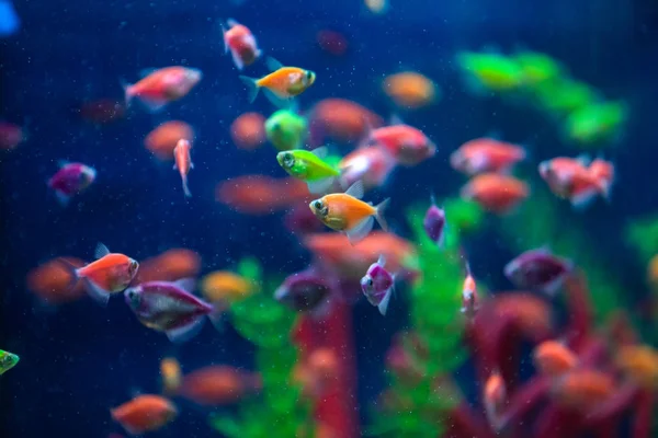 Mnohobarevné Malé Ryby Akváriu Ryby Zvané Ternetický Karamel Nebo Černá — Stock fotografie