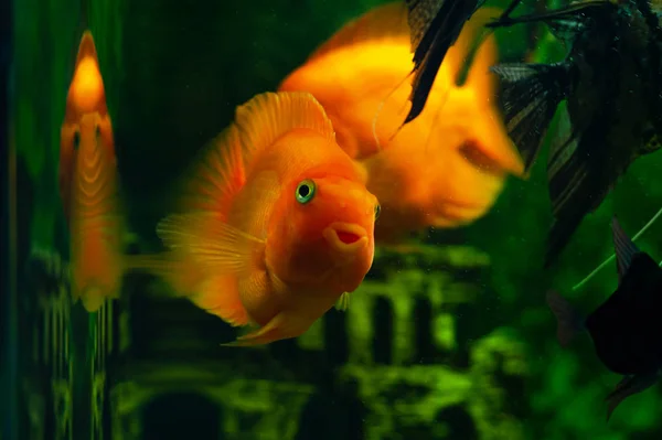 Los Peces Del Acuario Miran Cámara Acuario Peces Llamado Loro — Foto de Stock