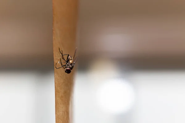 Muška Chycená Speciální Lepicí Pásky Pro Chytání Létajícího Hmyzu — Stock fotografie