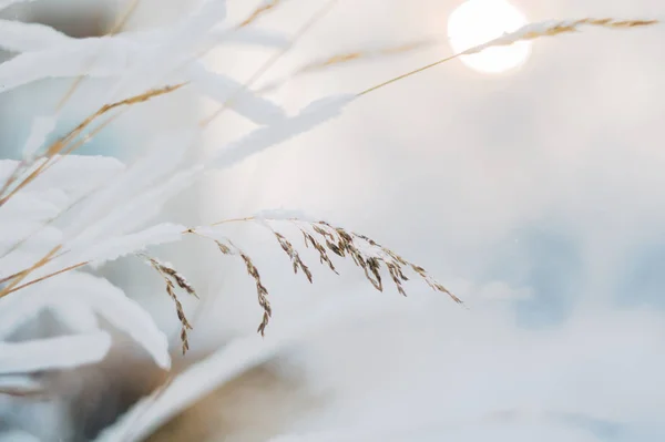 Dikenli Kazık Karla Kaplı Çimen Sapları — Stok fotoğraf