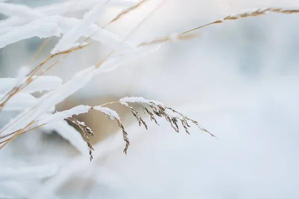 Spikelet Stengels Van Gras Bedekt Met Sneeuw — Stockfoto