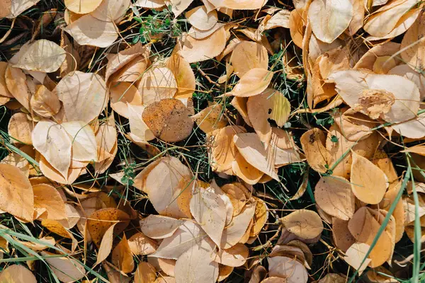 Падшие Жёлтые Листья Лежат Зелёной Траве — стоковое фото