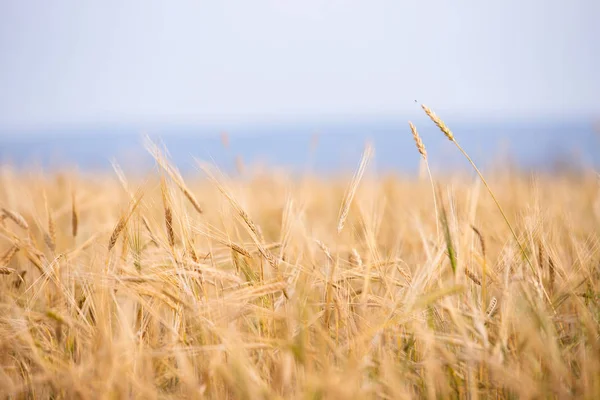 Grano Giovane Cresce Sul Campo — Foto Stock