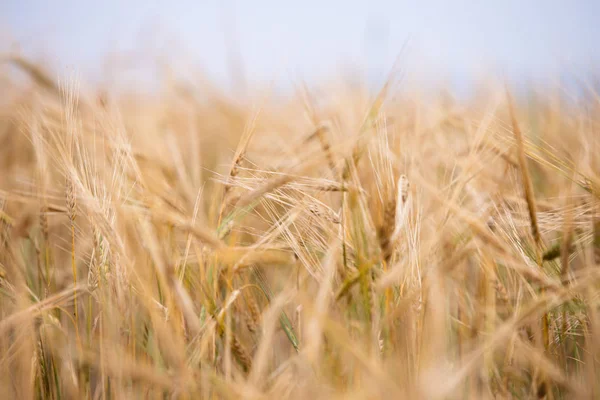 Trigo Joven Crece Campo — Foto de Stock