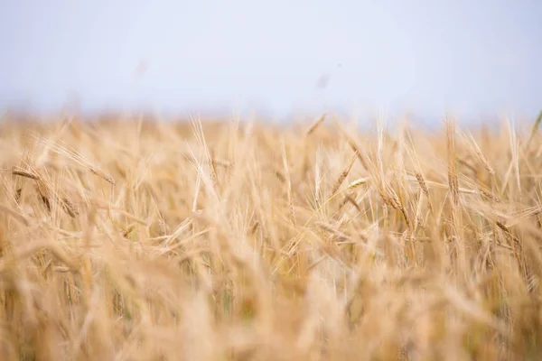 Trigo Joven Crece Campo — Foto de Stock