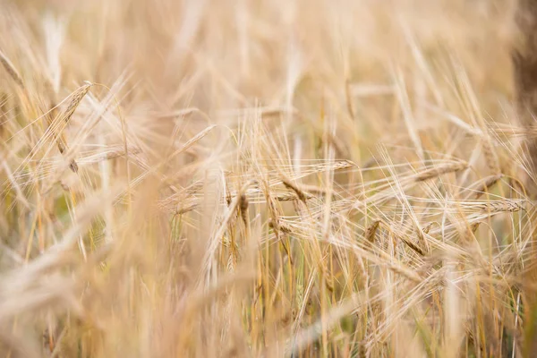 Trigo Joven Crece Campo — Foto de Stock