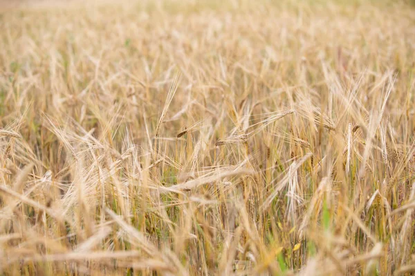 Trigo Joven Crece Campo — Foto de Stock