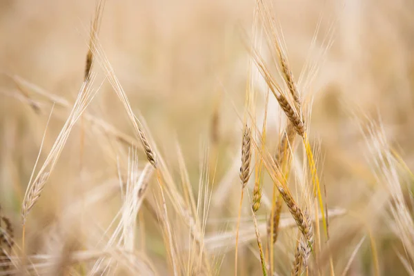 畑で若い小麦が育つ — ストック写真