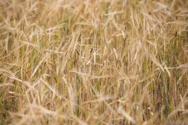 Trigo Joven Crece Campo — Foto de Stock