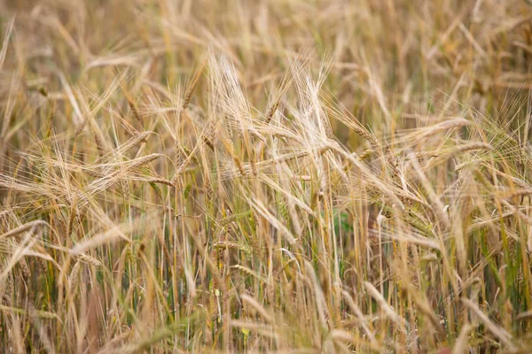 畑で若い小麦が育つ — ストック写真