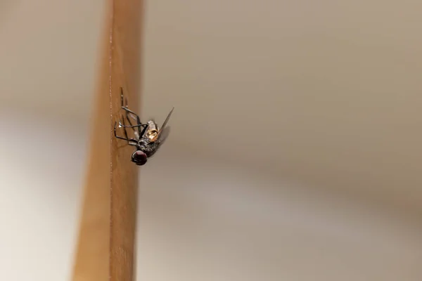 Mosca Atrapada Una Cinta Adhesiva Especial Para Atrapar Insectos Voladores — Foto de Stock