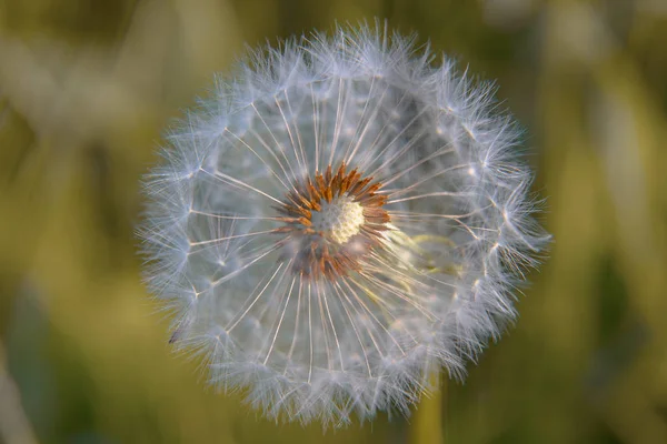 Fluffy White Dandelion Fallen Seeds Bud Bright Green Background — ストック写真