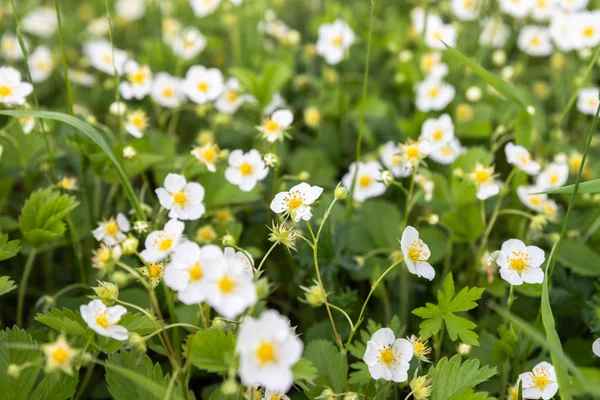 Beyaz çilek çiçekleri. Fragaria Viridis. Çilekler çayırda yetişiyor vahşi doğada..