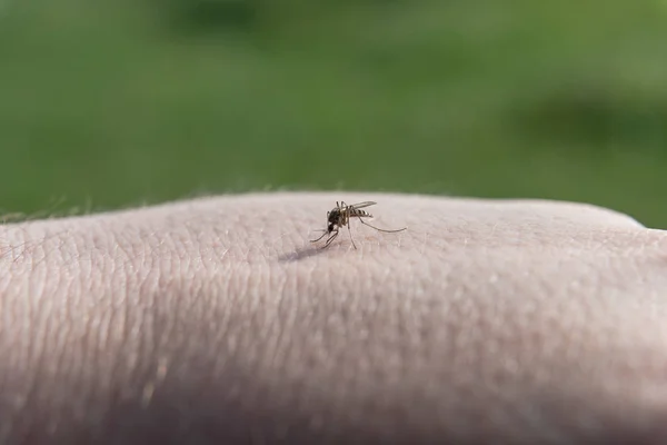 Mosquito Posadil Kůži Začal Pít Krev Detailní Detailní Záběr — Stock fotografie