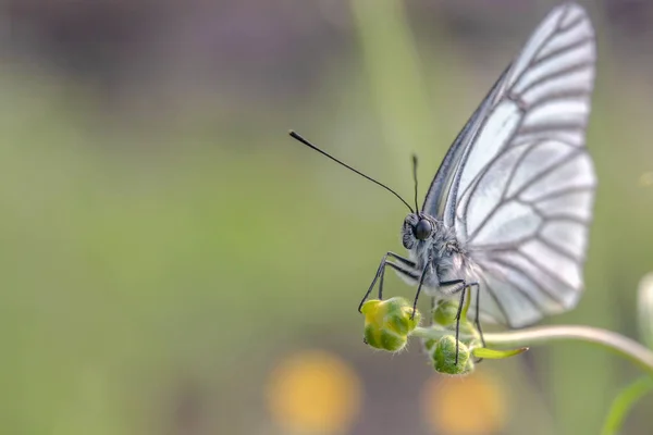 Beautiful White Butterfly Sits Unblown Bud Small Flower Green Background — 스톡 사진