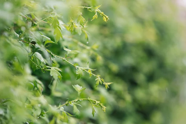 Bush Thin Branches Lush Green Leaves Blurred Background Raindrops Leaves — ストック写真