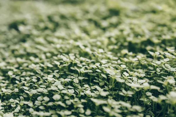 Ковер Живой Маленькой Сочной Зеленой Травы Маленькими Листьями Газоне — стоковое фото