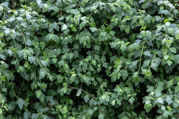 Parlak yemyeşil yaprakları olan bir çalı Yağmurda büyük su damlalarıyla.